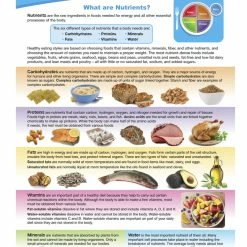 Sportime Food Nutrients Visual Learning Guide, 4 Pages, Grades 5 To 9 -Physical Education Resources shop 2013502 B ecommfullsize