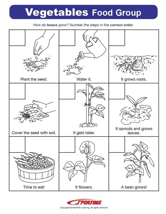 Sportime Vegetables Food Group Visual Learning Guide, 4 Pages, Grades 5 To 9 7 Sportime Vegetables Food Group Visual Learning Guide, 4 Pages, Grades 5 To 9 - Image 5