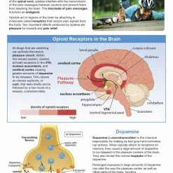 Sportime All About Opioid Drugs Bulletin Board Charts, Set Of 7, Grades 5 To 12 -Physical Education Resources shop 2041471 C ecommfullsize